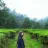Fitrianisr
