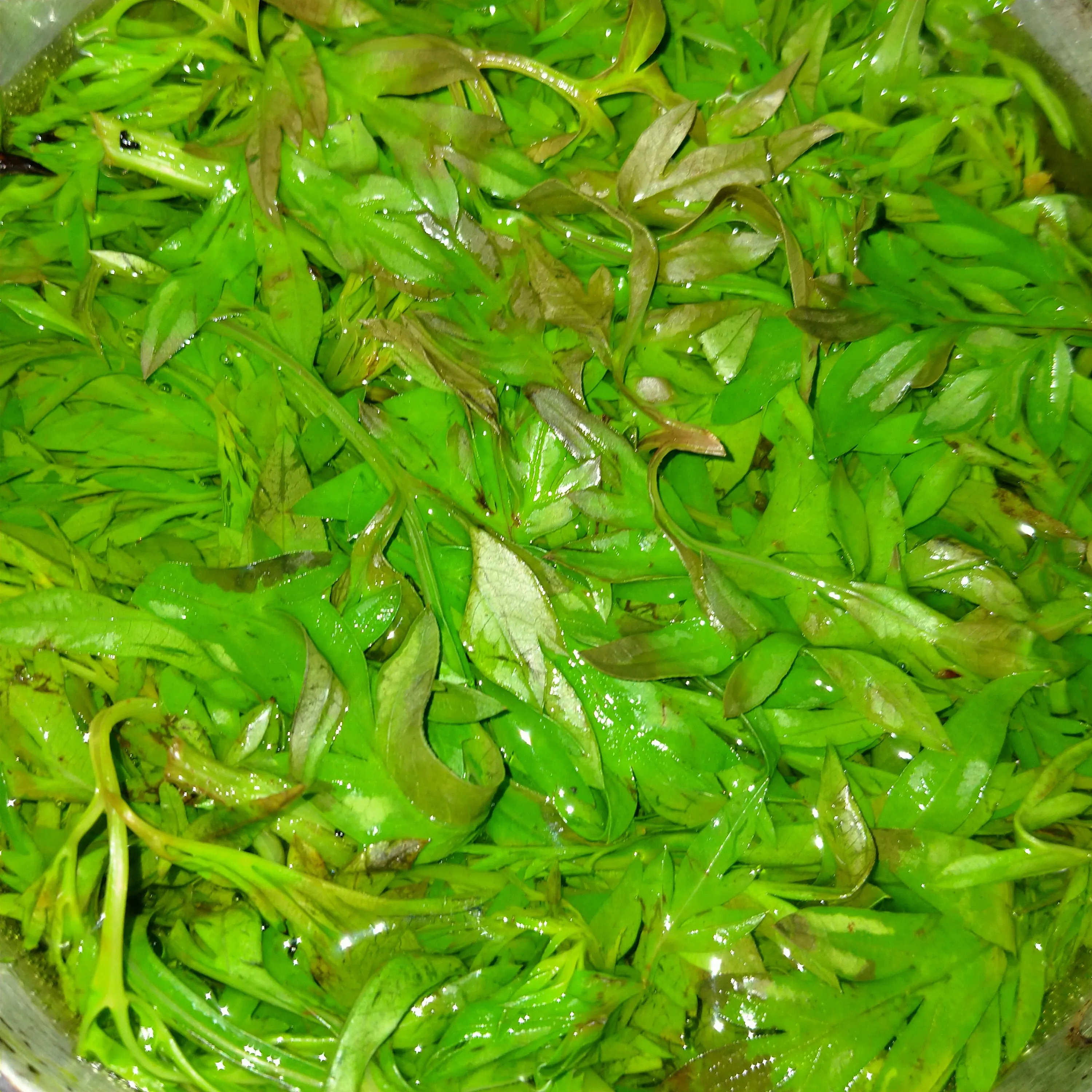 Step 2 Kenikir Rebus Sambel Asem