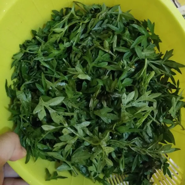 Siangi kenikir, cuci bersih, lalu tiriskan.