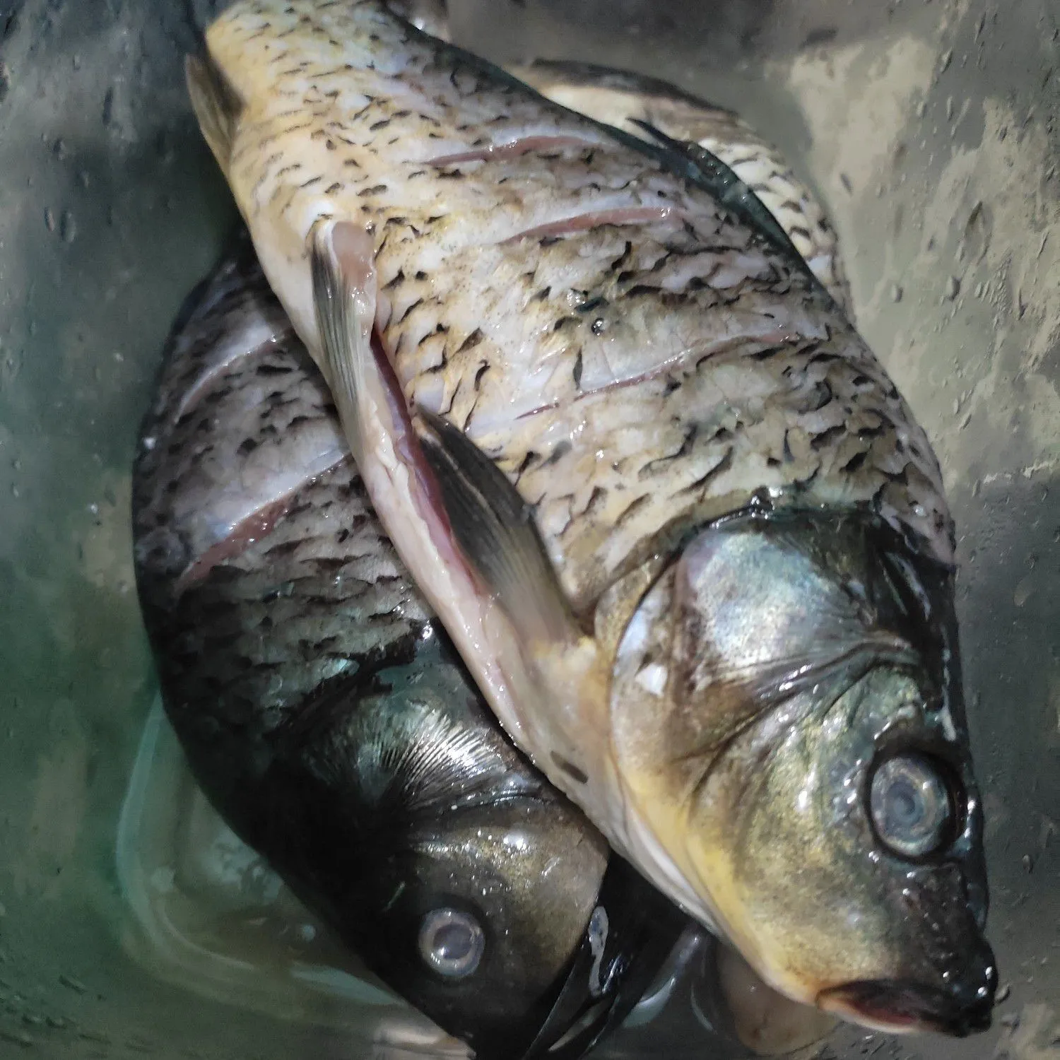 Step 1 Pesmol Ikan Mas