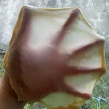 Campur semua bahan utama, kecuali butter dan garam. Uleni hingga setengah kalis, tambahkan butter dan garam. Uleni kembali hingga kalis elastis. Jika dibentangkan akan membentuk selaput tipis yang tidak mudah sobek.