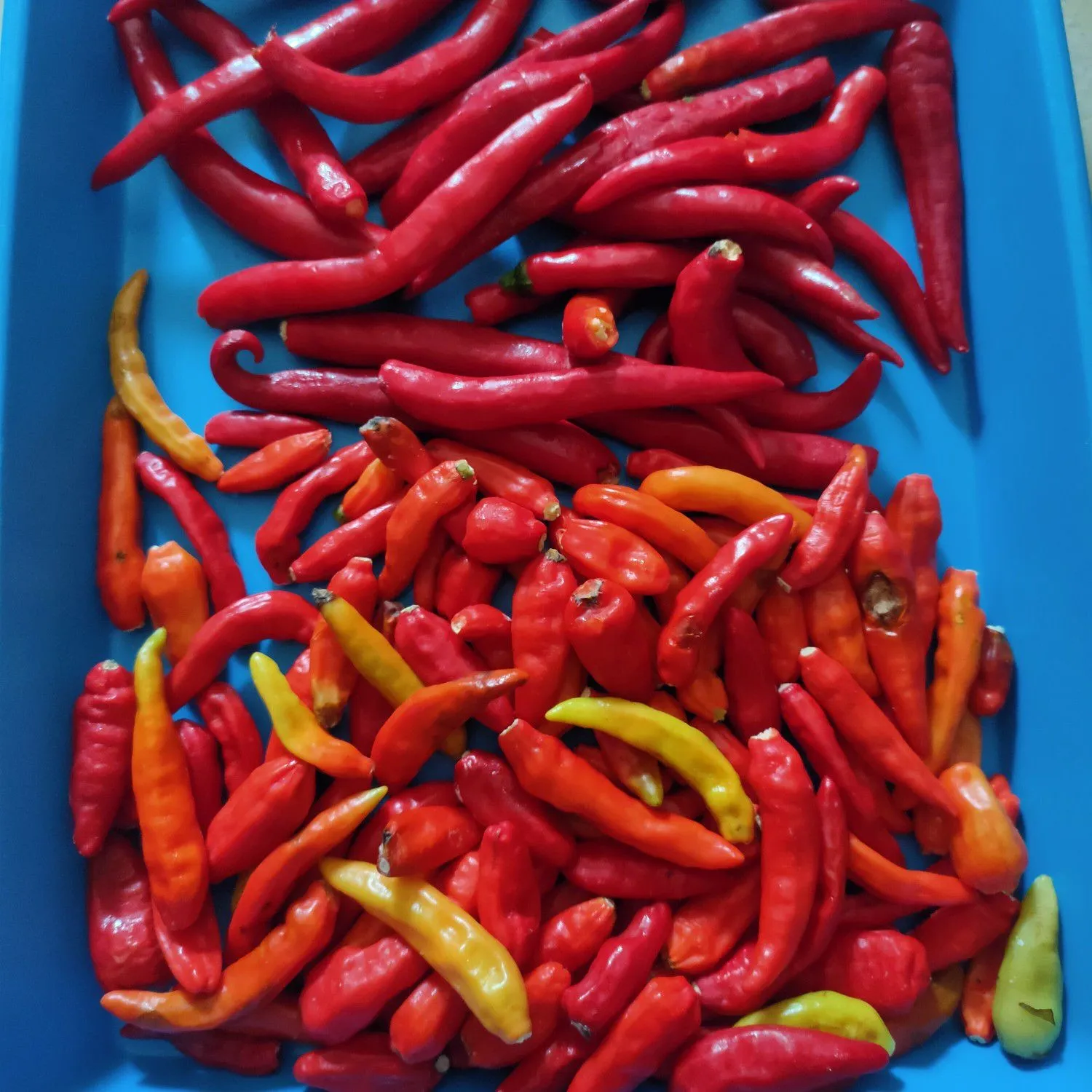 Step 1 Cabe Bubuk Homemade