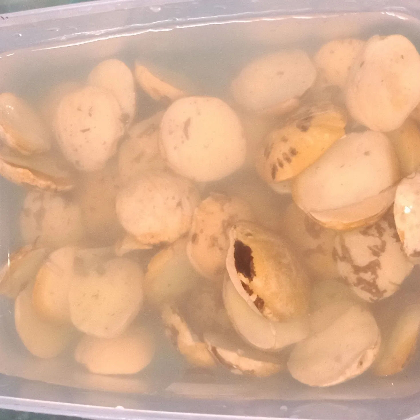 Step 1 Gulai Jariang/Jengkol