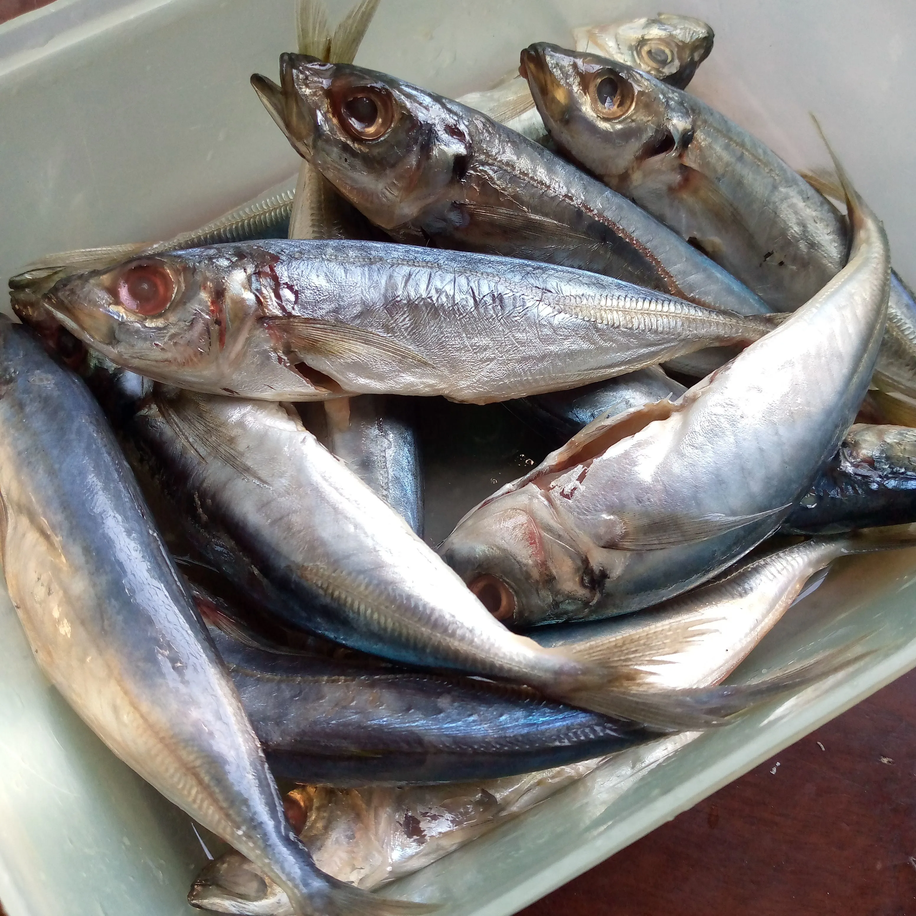 Step 1 Dencis Goreng Lengkuas
