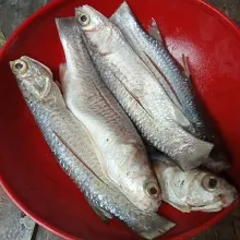 Kucuri ikan dengan jeruk nipis dan diamkan sebentar, lalu cuci bersih.