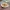 Sayur Rebung