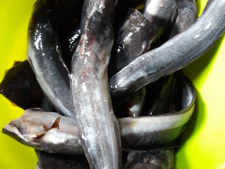 Step 1 Tauco Ikan Lele