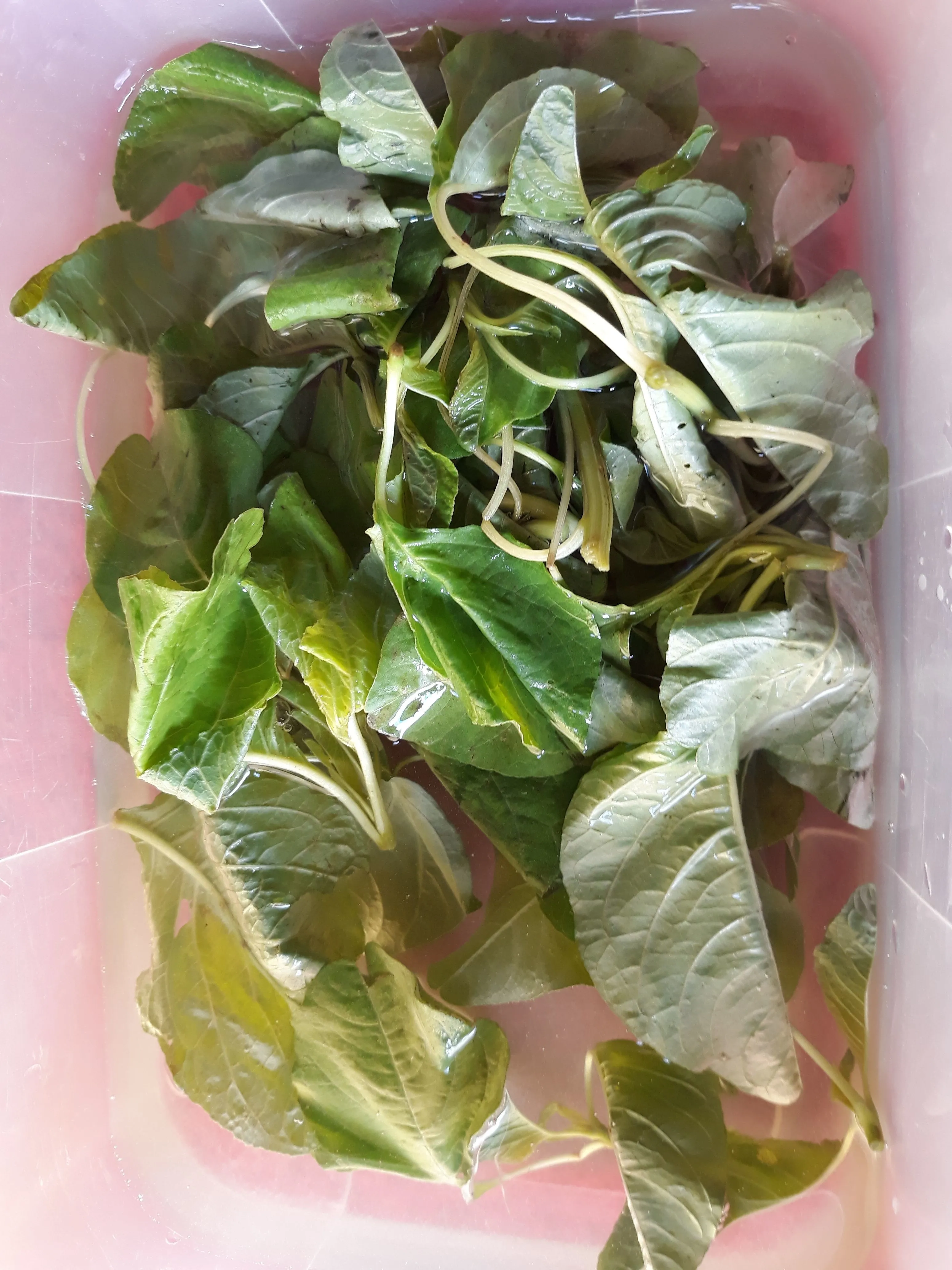 Step 2 Tauge Gambas Kuah Santan