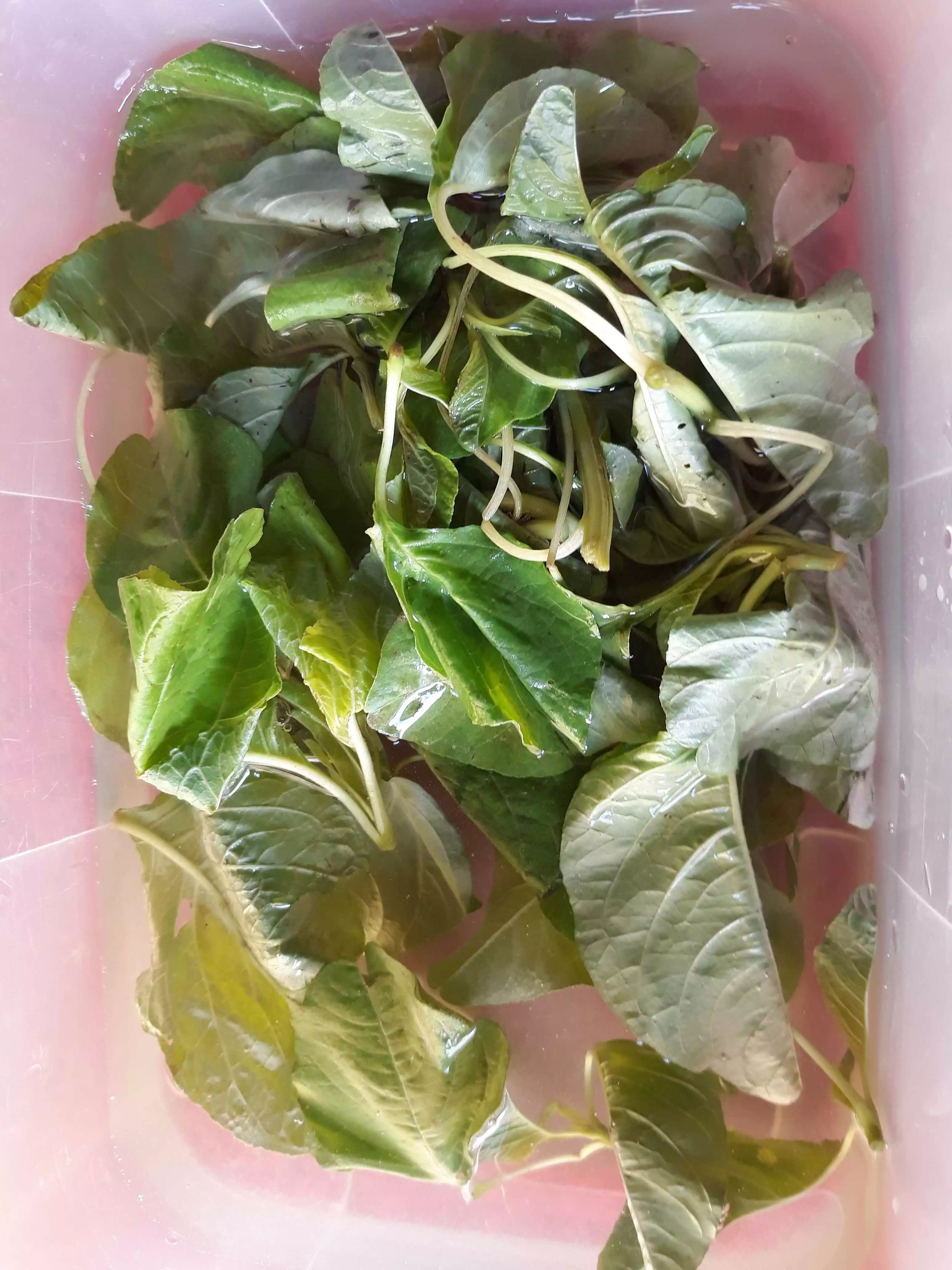 Step 2 Tauge Gambas Kuah Santan