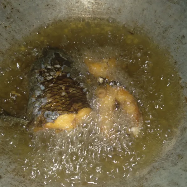 Goreng ikan gabus yang sudah dibersihkan dan dipotong hingga kuning keemasan, sisihkan.