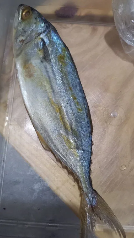 Step 2 Ikan Peda Kecombrang