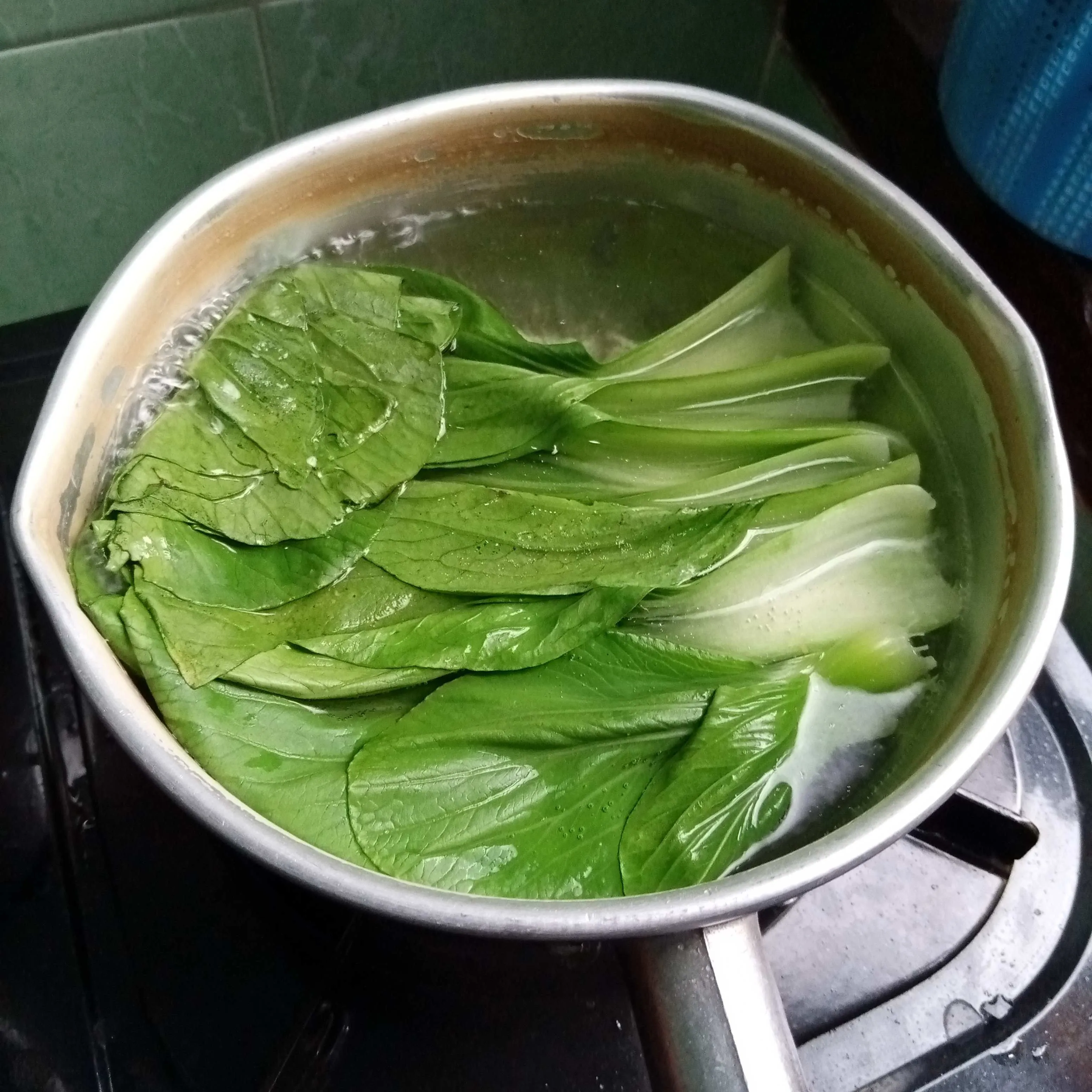 Step 1 Pokcoy Siram Batang Jamur