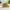 Thumbprint Choconut