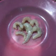 Bersihkan udang dari kotoran nya dan kupas kulit, lalu cuci bersih.