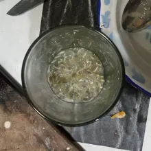 Masukkan ke dalam gelas.