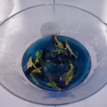 Seduh bunga telang dengan air panas sampai keluar warna biru. Saring.