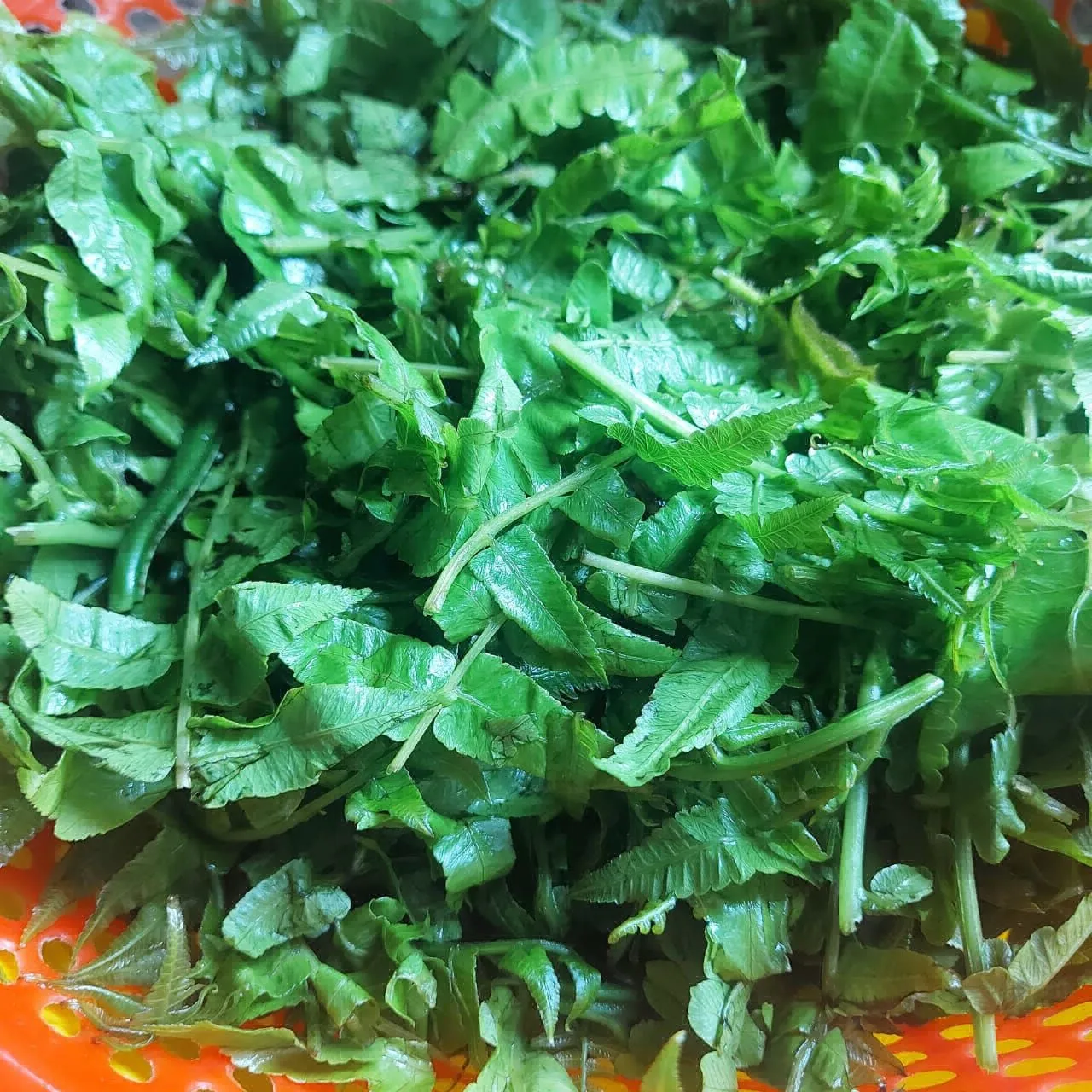 Step 1 Gulai Daun Pakis
