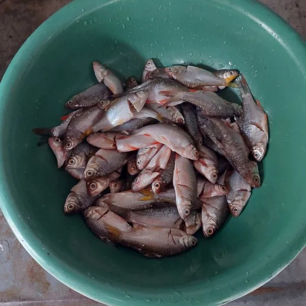 Bersihkan ikan wader, taburi dengan ½ sdt garam.