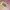 Chicken Karage