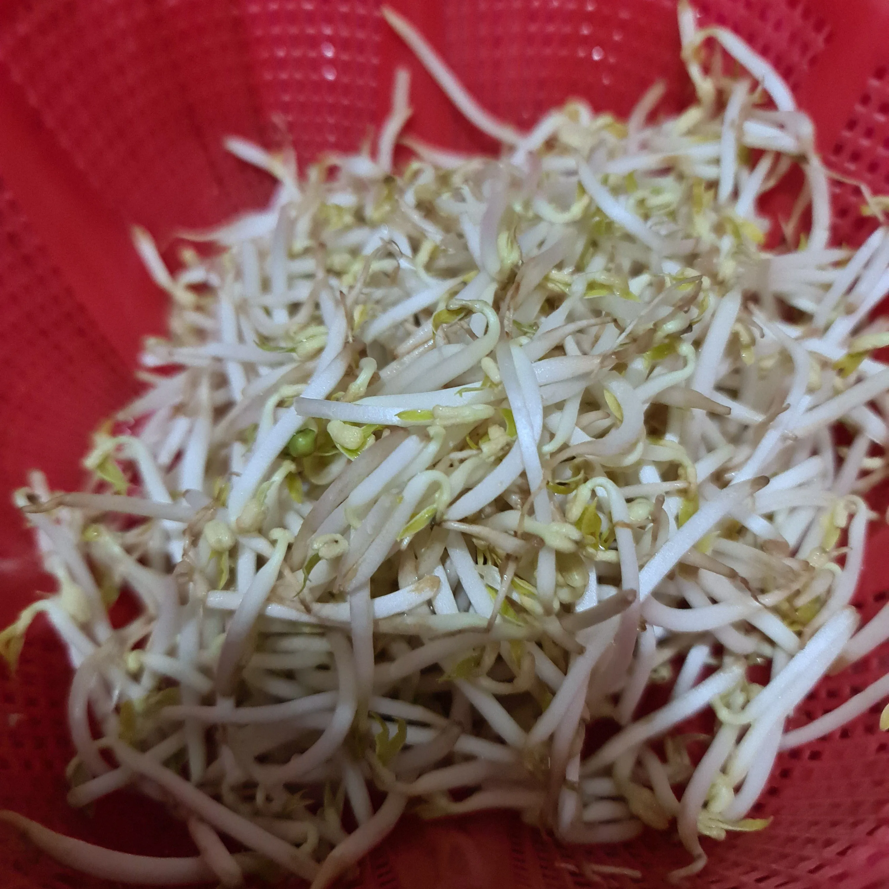 Step 3 Tumis Sawi Taoge