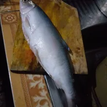 Cuci bersih ikan lumuri perasan air jeruk nipis.