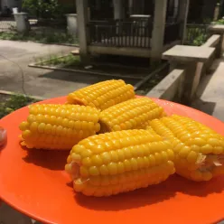 Jagung Rebus Diet