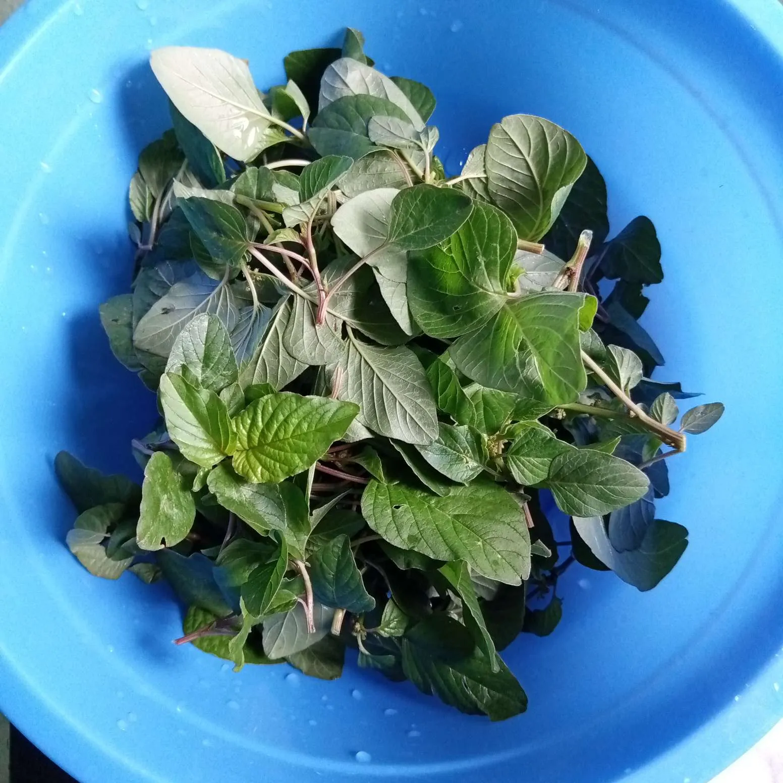 Step 1 Bening Bayam Labu Siam
