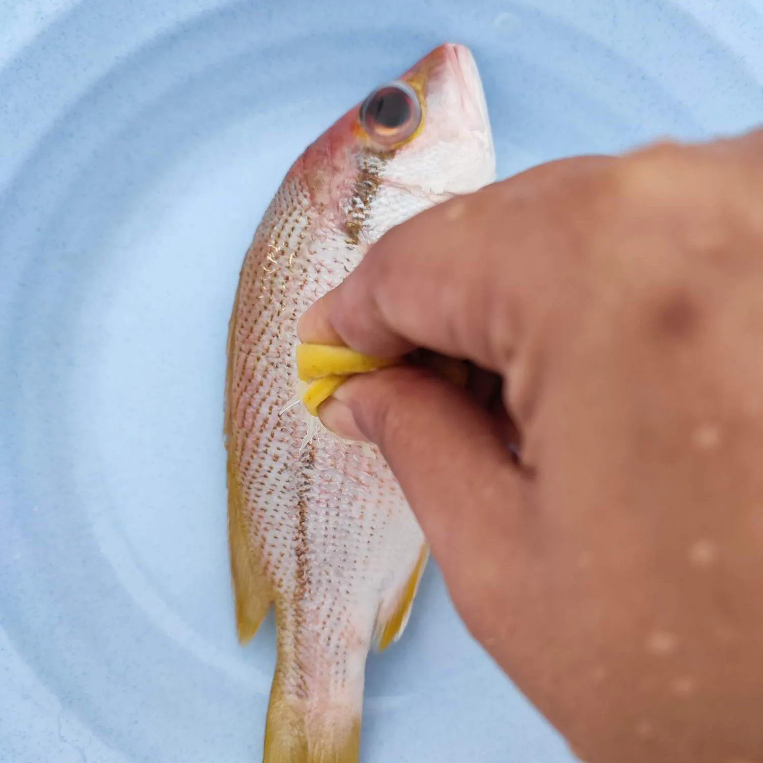 Step 1 Ikan Goreng Ketumbar Sambal Bajak