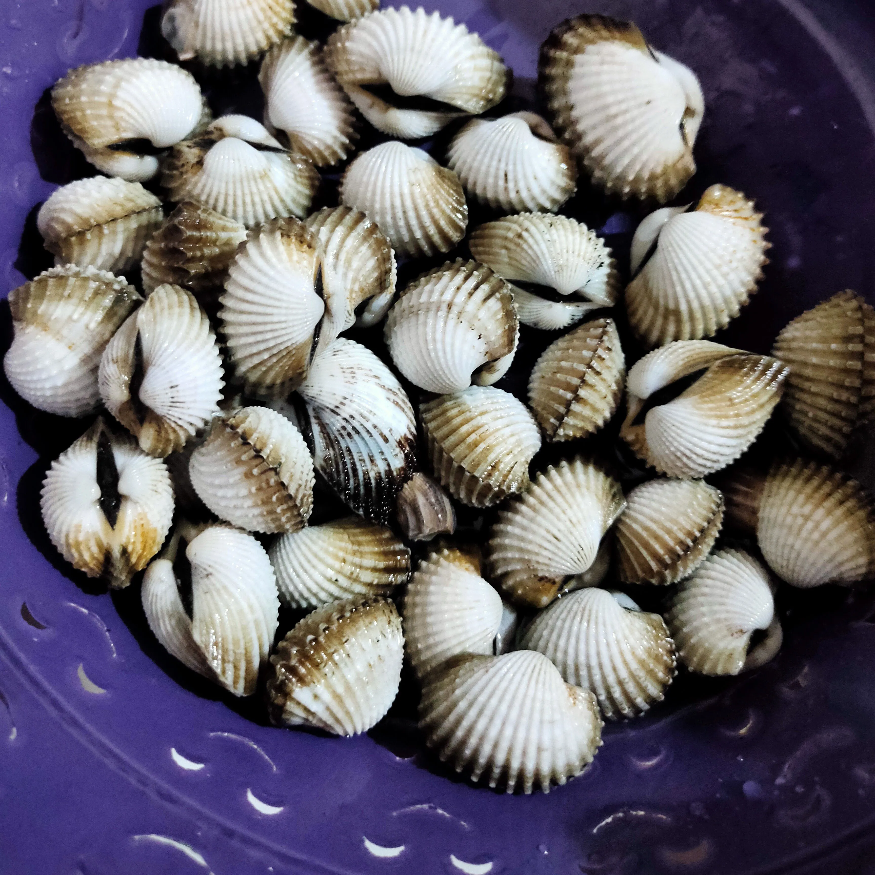 Step 1 Kerang Dara Kuah Pedas