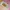 Chicken Karage