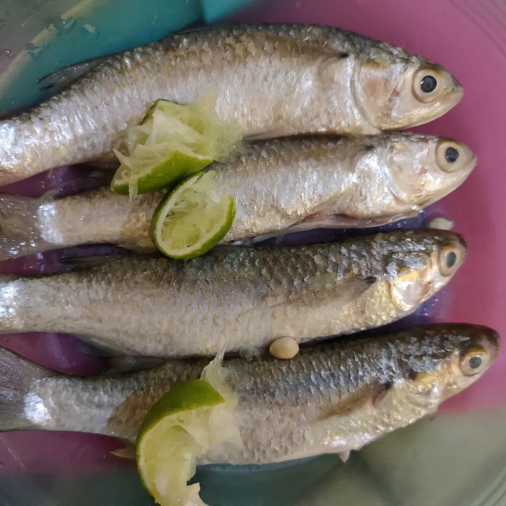 Step 1 Tim Ikan Belanak