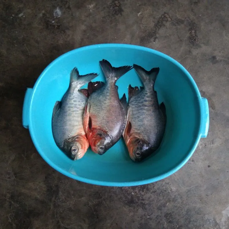 Step 1 Ikan Dorang Goreng Kayu Manis