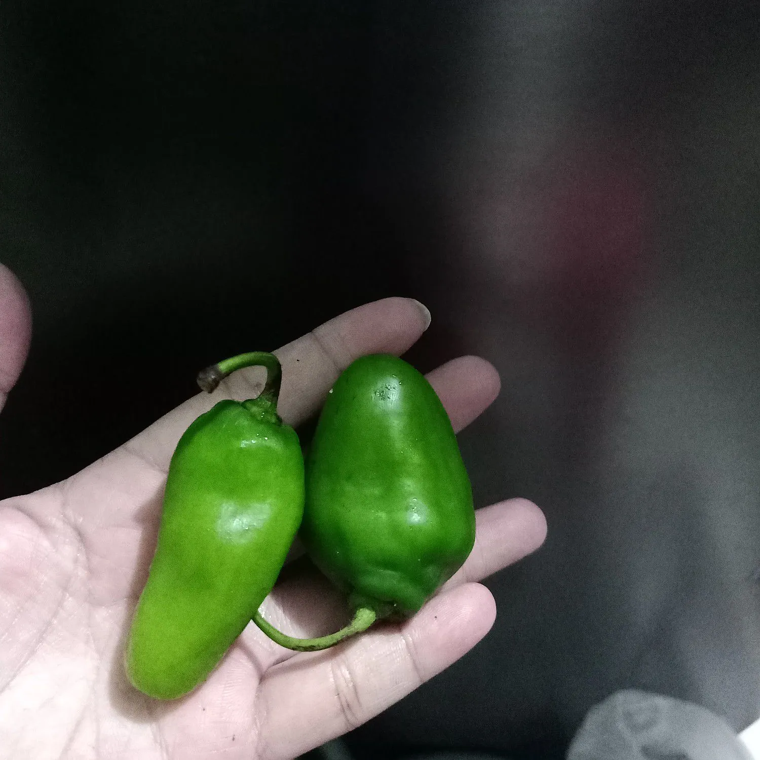 Step 6 Oseng Asin Sepat Terasi Kemangi
