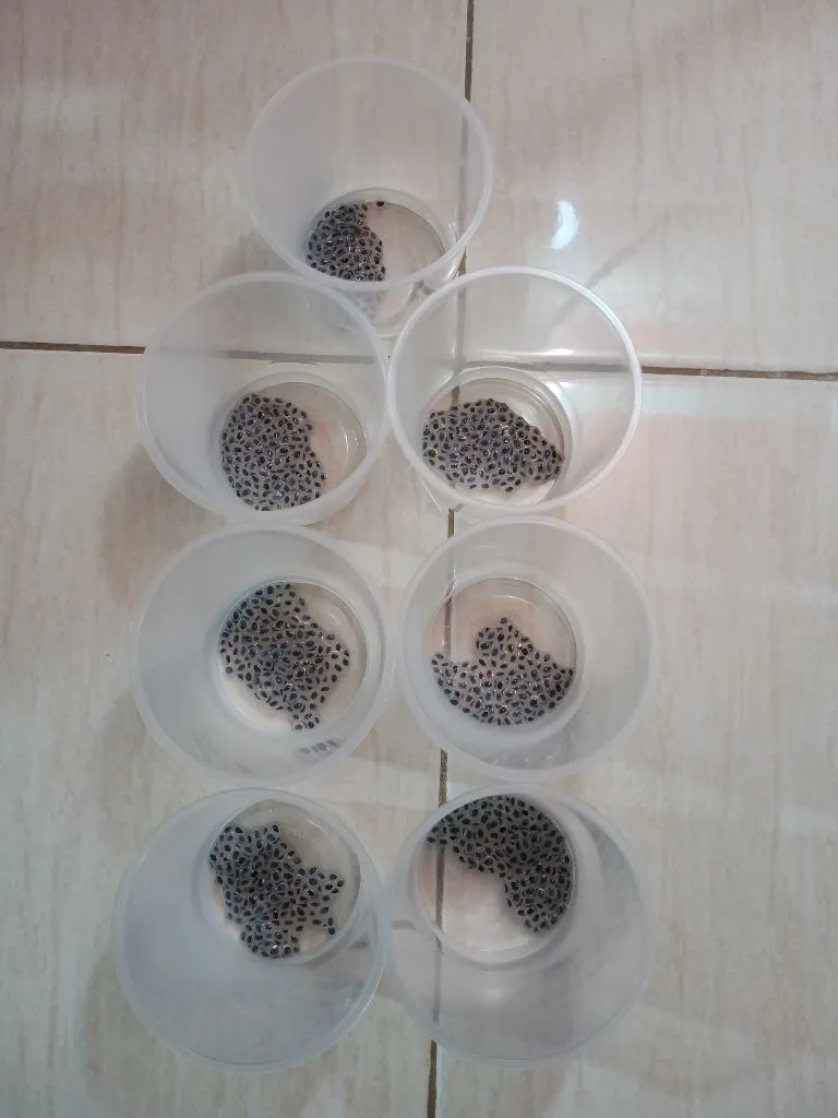 Step 2 Puding Lecy Selasih