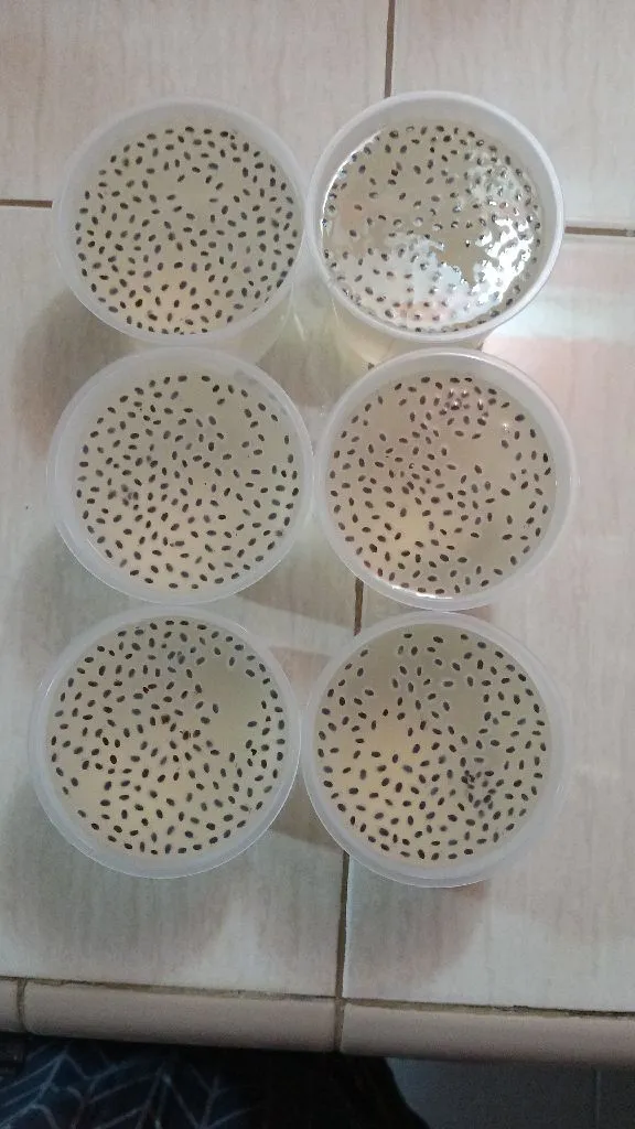 Step 5 Puding Lecy Selasih