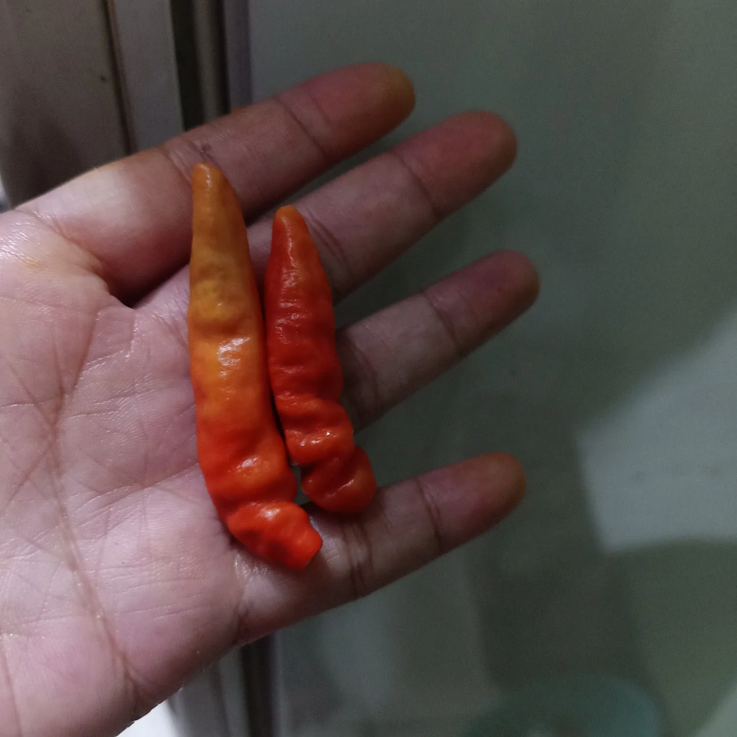 Step 7 Oseng pedas selada air jagung baso