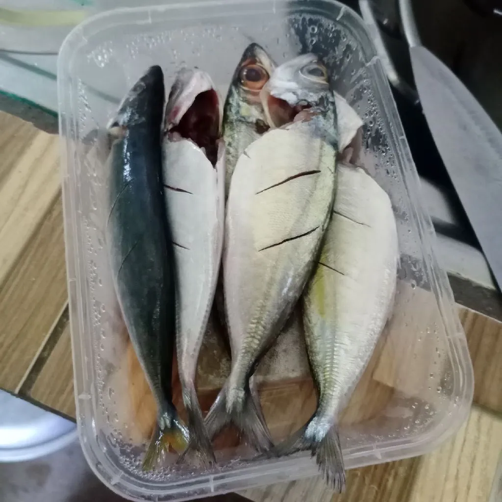 Step 1 Ikan Kembung Goreng Sambal Bawang