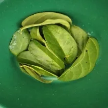 Cuci bersih daun cincau, lalu remas dengan air matang, saring, sisihkan hingga menjadi jelly.