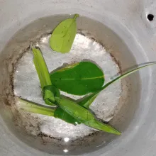 Didihkan air, daun pandan dan daun jeruk.