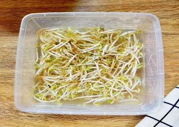 Tips Menyimpan Tauge