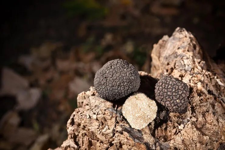 jamur truffle bisa dimakan
