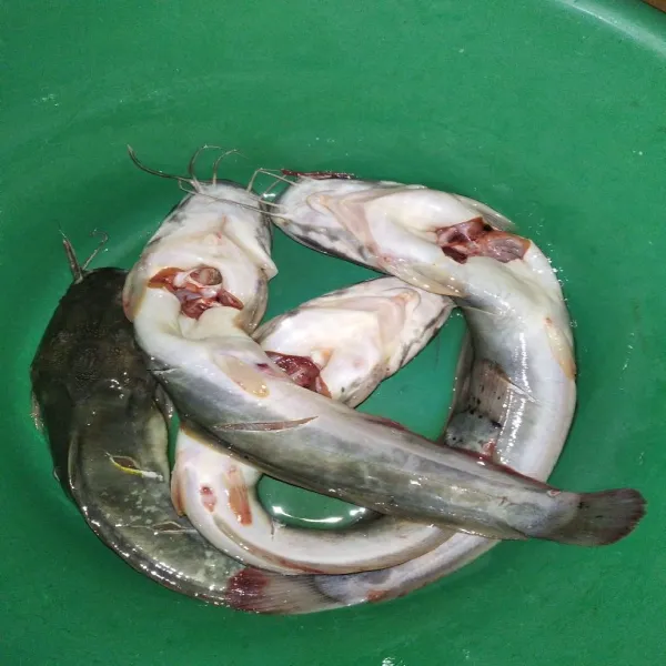 Cuci bersih lele, buang insangnya, perasi jeruk nipis, lalu kerat bagian samping agar bumbu lebih meresap.