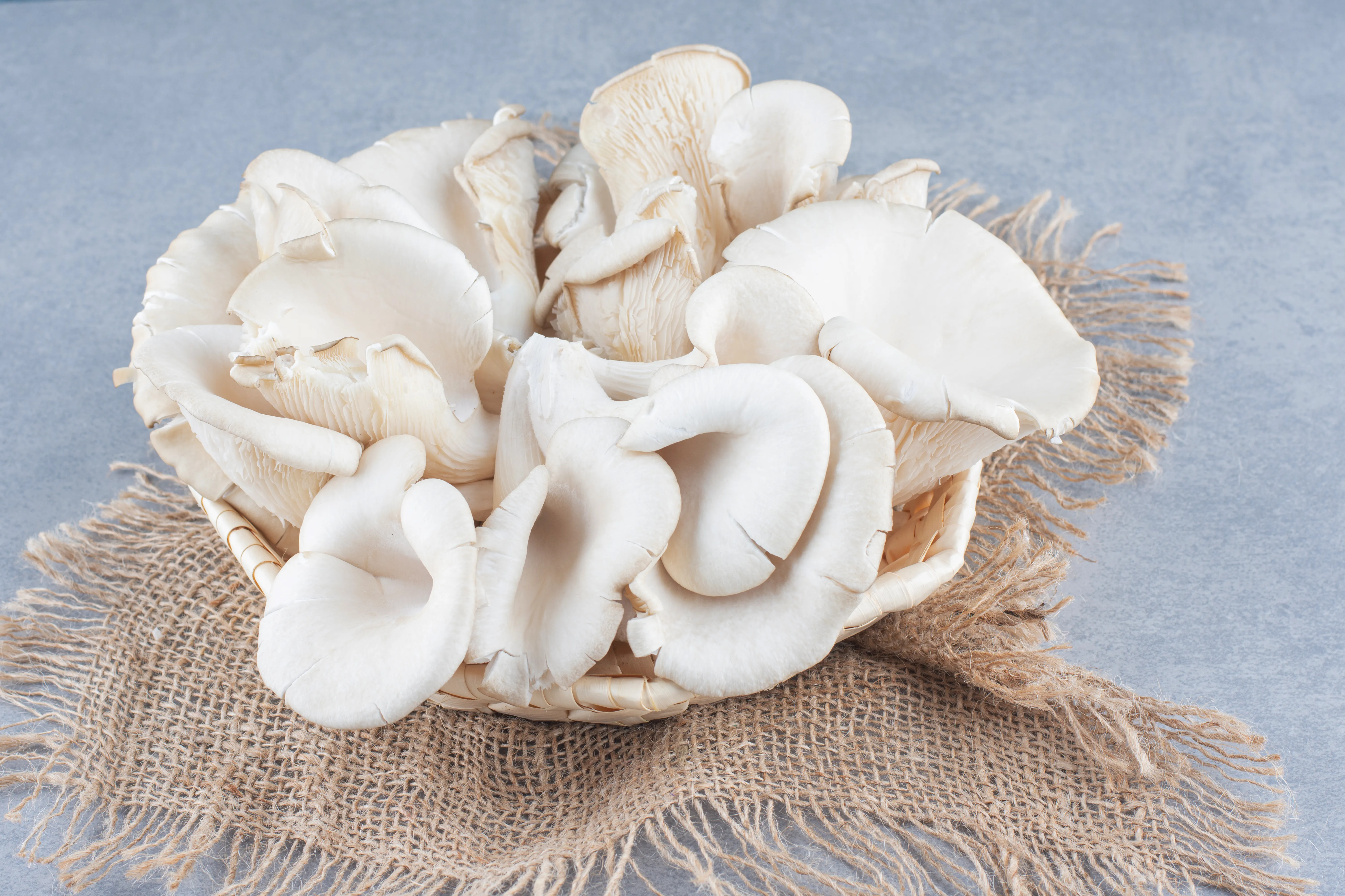 Cara memilih jamur tiram