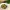 Sayur Bayam