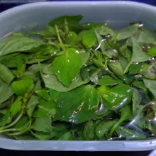 Petik/siangi daun kemangi, rendam dalam air garam minimal 5 menit kemudian cuci bersih di bawah air mengalir. Tiriskan.