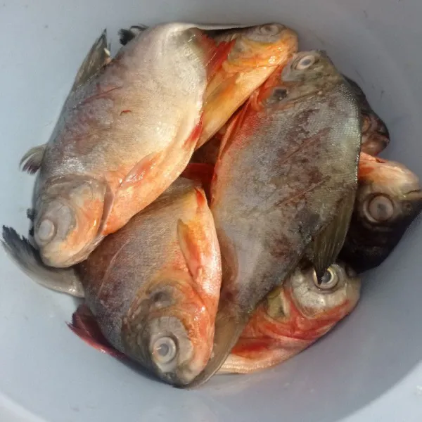 Lumuri ikan dengan jeruk nipis, diamkan selama 10 menit. Cuci  bersih kemudian marinasi dengan garam secukupnya selama minimal 15 menit