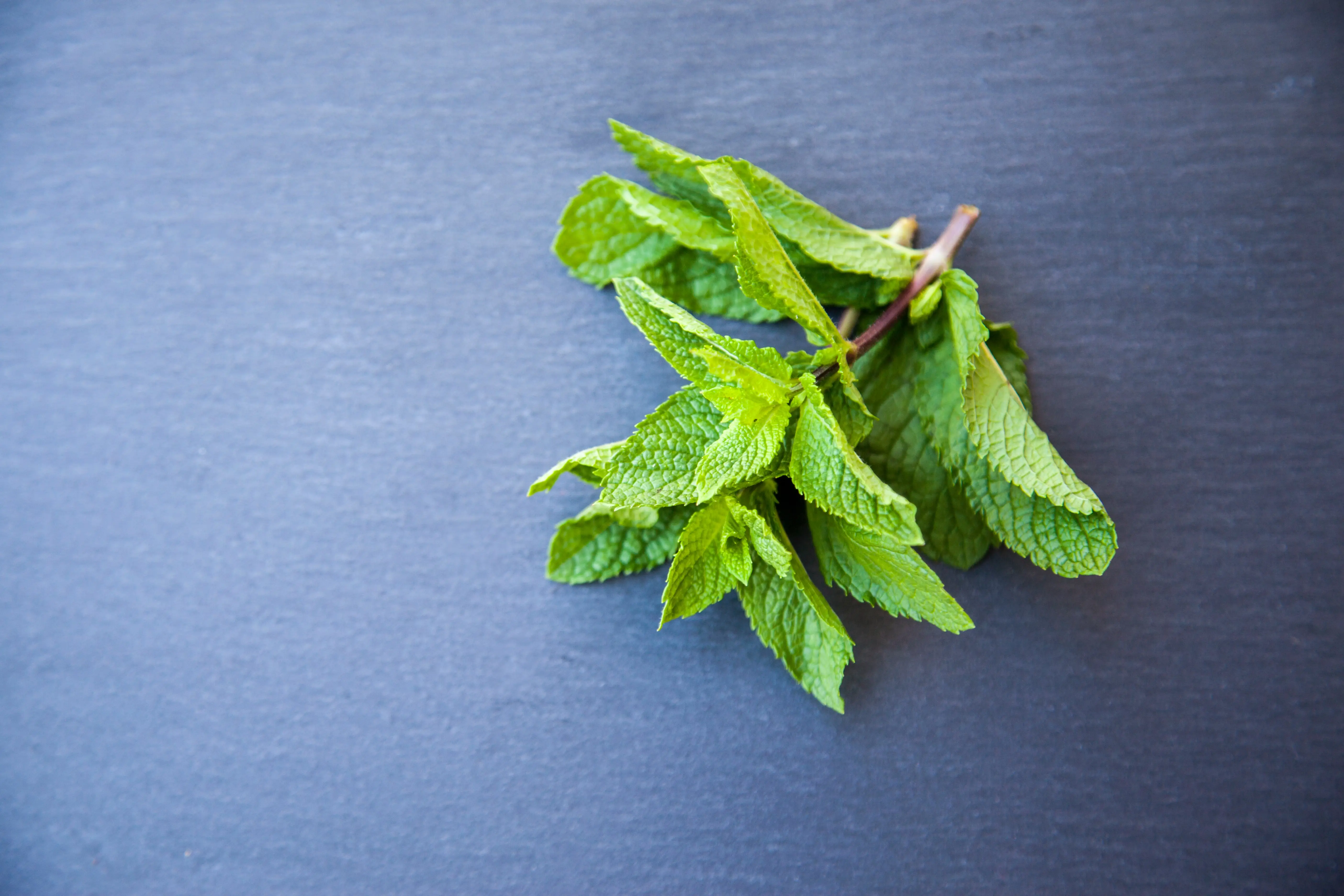 Beberapa daun mint dalam satu tangkai