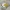 Masukan ubi kuningnya blender lagi sampai halus.