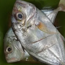 Bersihkan ikan dan buang insangnya.