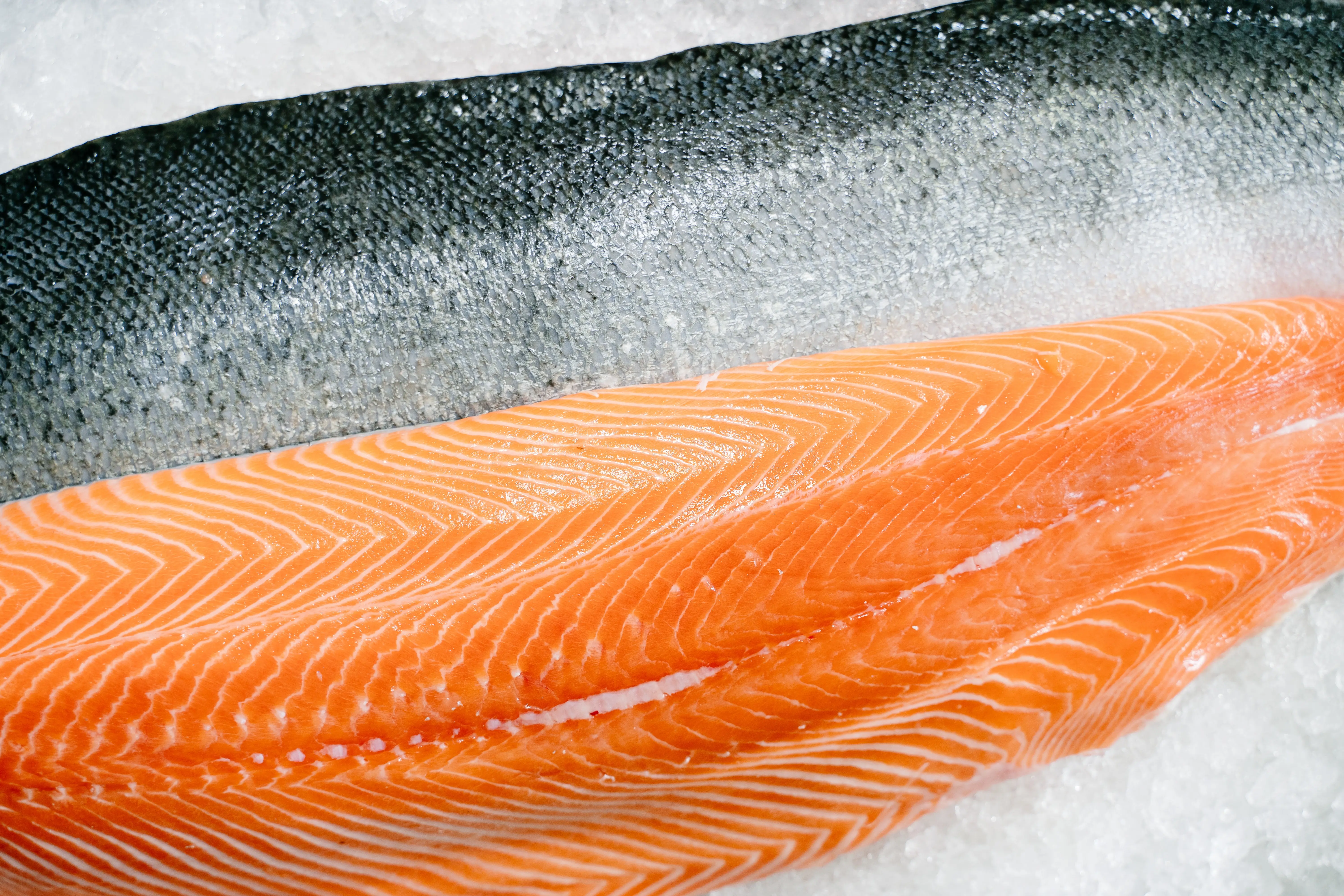 Daging ikan salmon